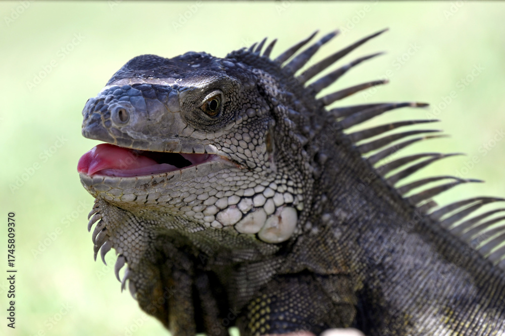 Fototapeta premium Close-Up Of A Spiny Iguana With Open Mouth And Sharp Spines On Green Background