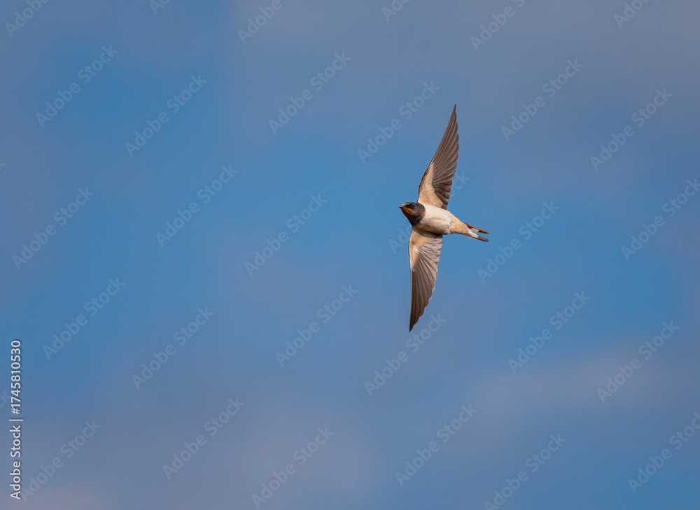 Obraz premium One bird barn swallow flying on a summer sunny day with its wings spread in the blue sky