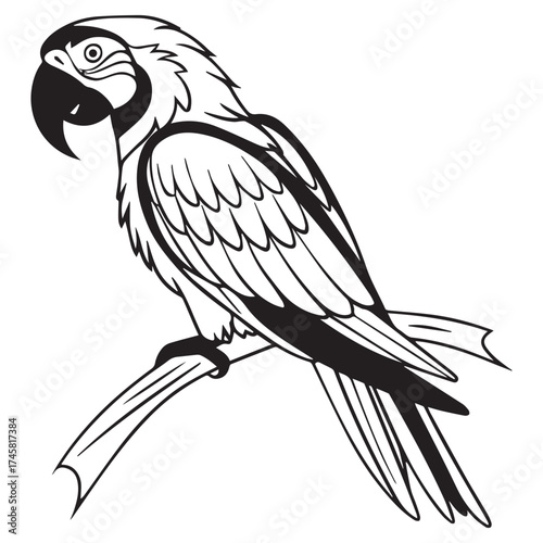 macaw parrot  vector icon
