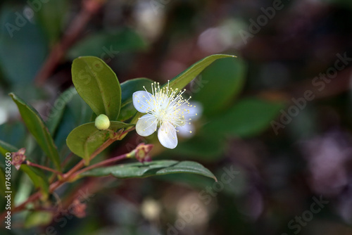 Blossom of a common myrtle, Myrtus communis