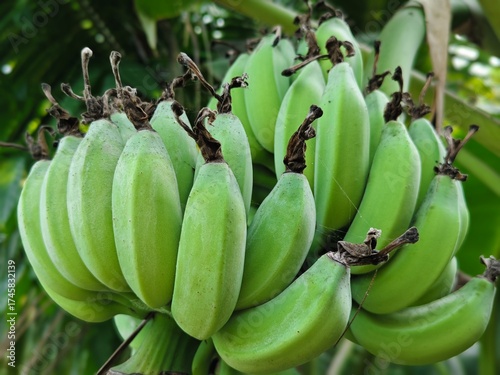 bunch of bananas on a tree