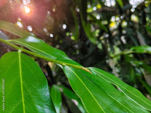 close up of green leaves in sunlight