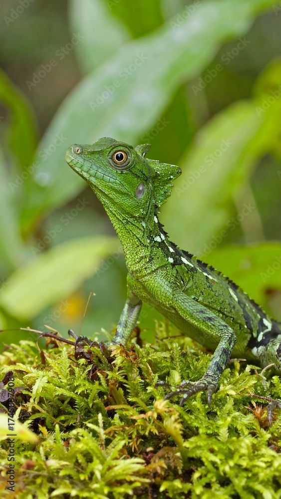 Obraz premium Close-up of a vibrant green lizard on mossy ground