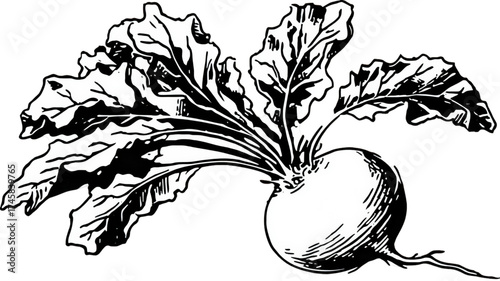 Vintage black and white line art illustration of a beet vegetable with leaves.