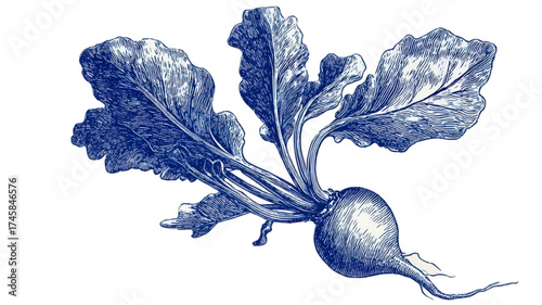 Vintage blue monochrome illustration of a beet vegetable.