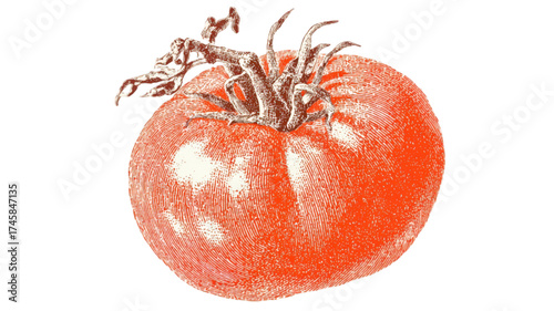 Vintage botanical illustration of a single ripe red tomato.