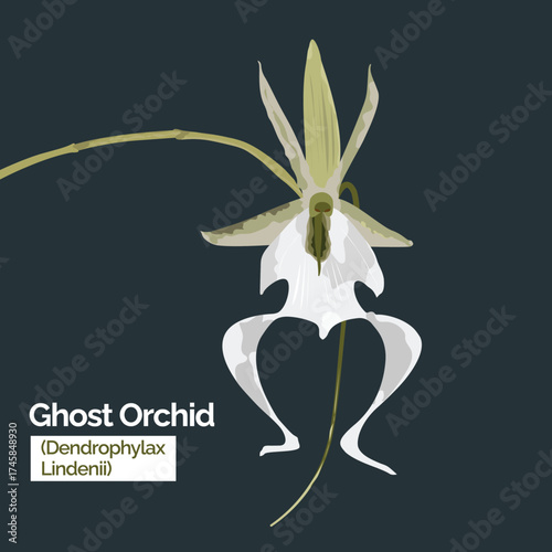 Ghost Orchid (Dendrophylax lindenii) White Flower Botanical Illustration Rare Plant Species Vector Art on Dark Background