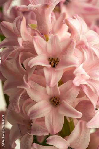 Close-up of Soft Pink Hyacinth Flower Petals in Bloom