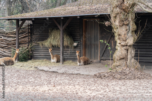 Llamas Resting Outside Wooden Barn with Hay