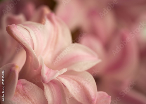 Close-up of Soft Pink Hyacinth Flower Petals in Bloom