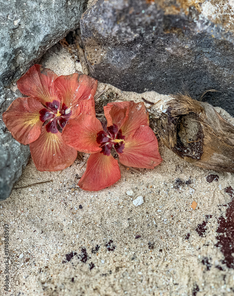 custom made wallpaper toronto digitalLes fleurs du Purau (Hibiscus tiliaceus) 