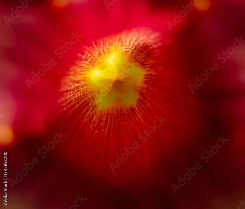 Le coeur de la fleur 