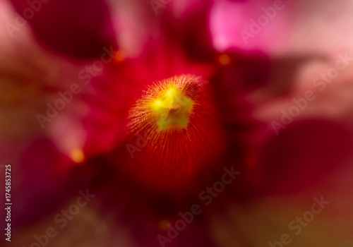 Le coeur de la fleur 