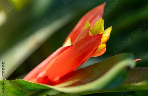 Wallpaper Mural Plante Aechmea nudicaulis - Bromeliaceae Torontodigital.ca