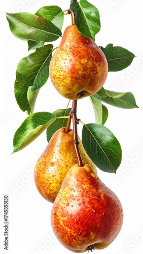 Three Red And Yellow Pears Hanging From A Branch With Leaves On White Background