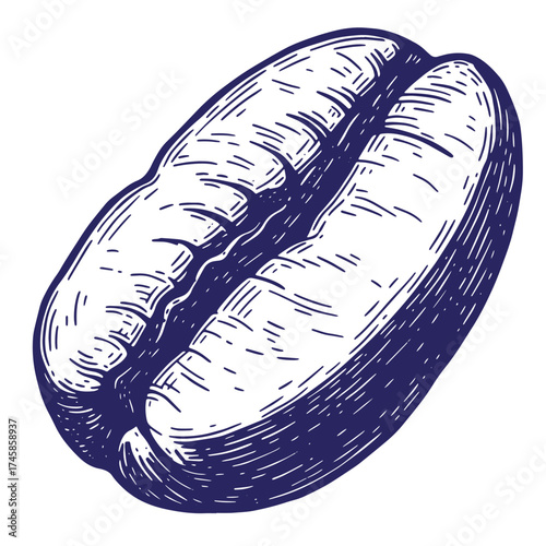 Detailed vintage hand drawn illustration of a roasted coffee bean with blue lines