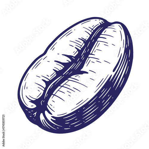 Hand drawn vintage illustration of a single coffee bean in dark blue color