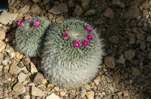 Feather Cactus Mammillaria Plumosa with Pink Magenta Flowers Blooming in Ring Formation on Rocky Desert Ground in Texas