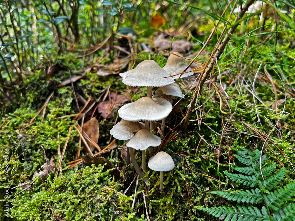 Fototapeta premium Wild mushrooms collected in the forest. Germany