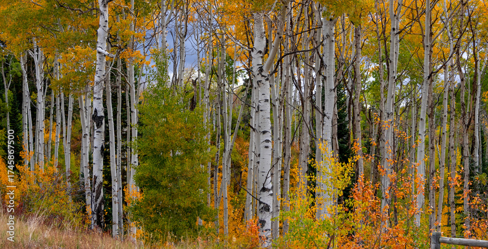 Fototapeta premium Panoramic view of row of Aspen trees with brilliant foliage in autumn time at McClure Pass.