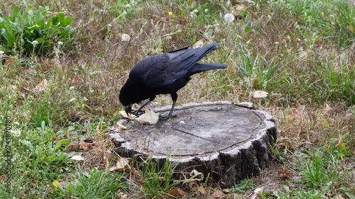 Jackdaws eat food left for them on tree stumps.
An intelligent bird of the corvid family. It can take food from human hands.

