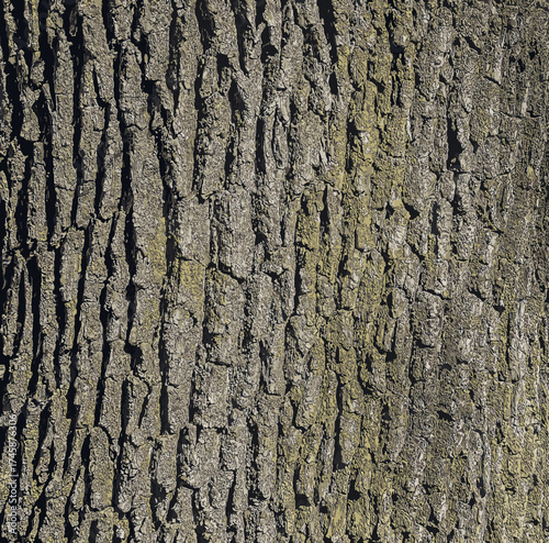 Vector illustration of a close-up of rough oak bark texture. Natural pattern, vertical background details.
