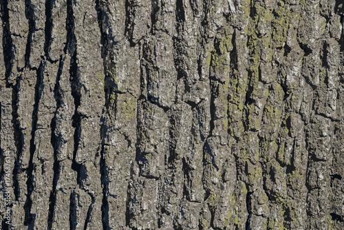 Vector illustration of a close-up of rough oak bark texture. Natural pattern, vertical background details.

