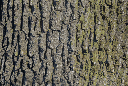 Vector illustration of a close-up of rough oak bark texture. Natural pattern, vertical background details.
