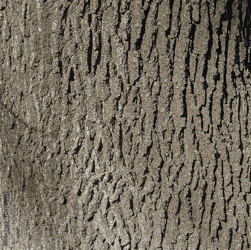 Vector illustration of a close-up of rough oak bark texture. Natural pattern, vertical background details.
