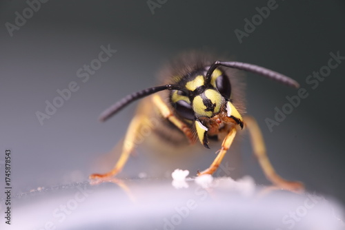 Aggressive wasp, wasp head extremely close, macro photo, open mouth