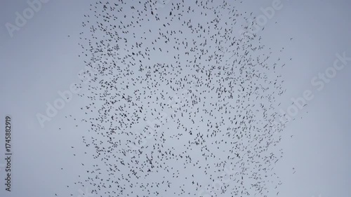 Big group of bats flying in a circle pattern