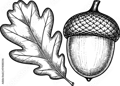 Sketch vector of acorn and oak leaf detailed autumn forest symbol
