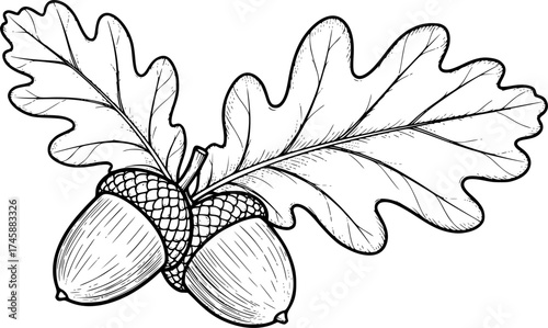 Sketch vector of acorn and oak leaf detailed autumn forest symbol
