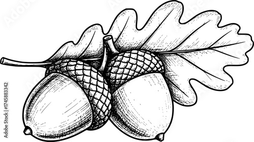 Sketch vector of acorn and oak leaf detailed autumn forest symbol

