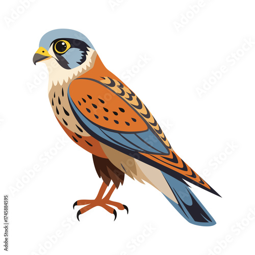 American Kestrel birds vector illustration