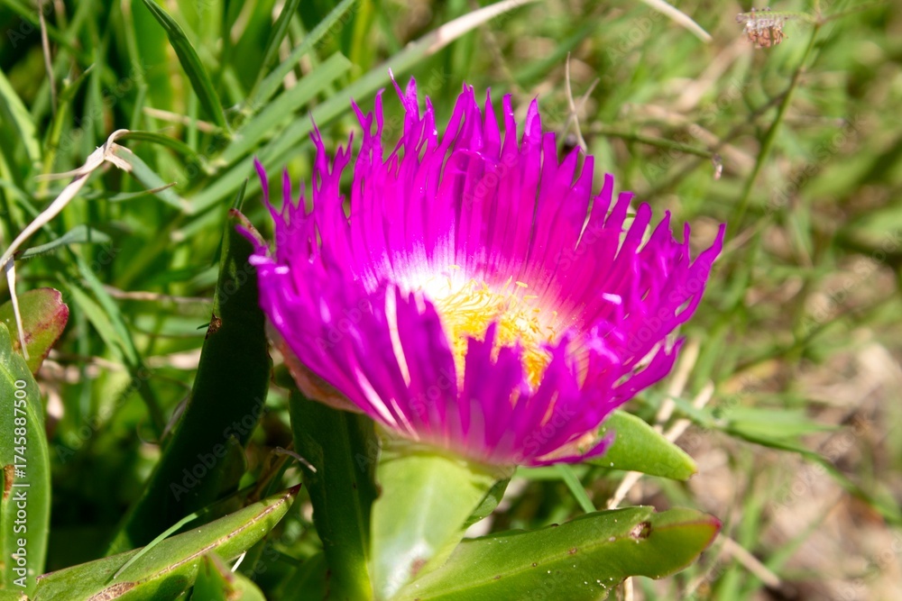 Naklejka premium purple crocus flower