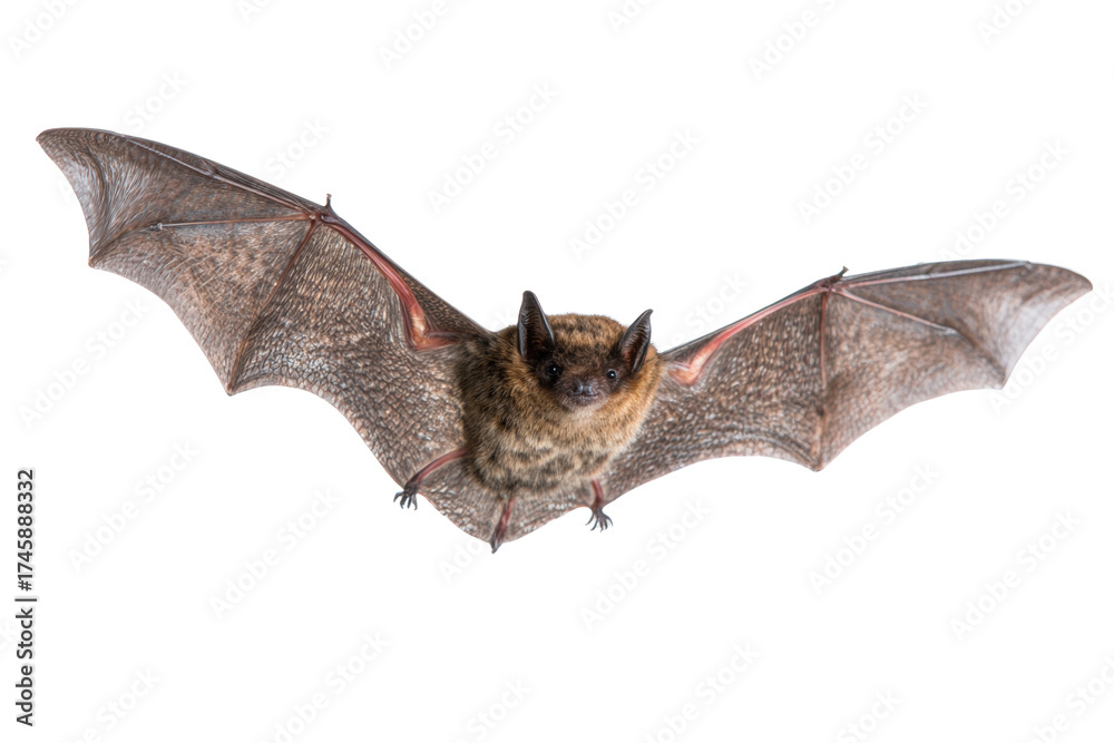 Fototapeta premium Flying brown bat with wings spread isolated on white background representing wildlife and nocturnal animals