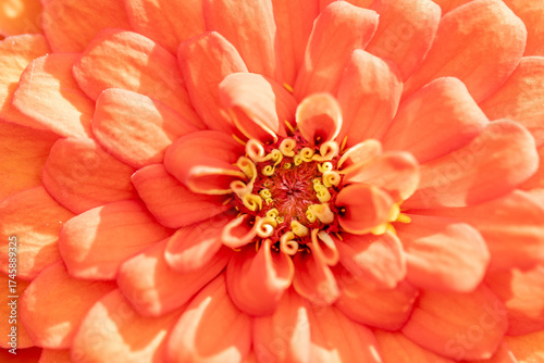detail of orange flower inside