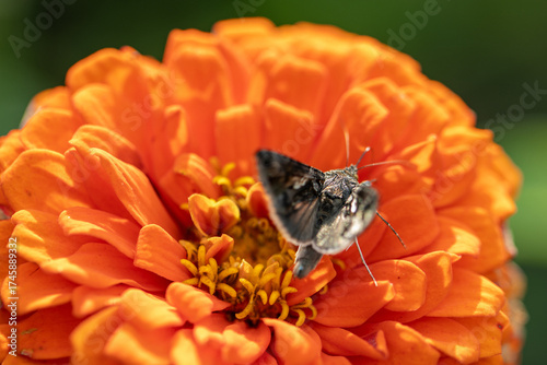 orange flower with moth