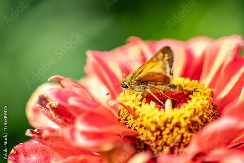 moth on zinnia flower bloom 