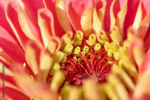 macro detail of flower bloom inside