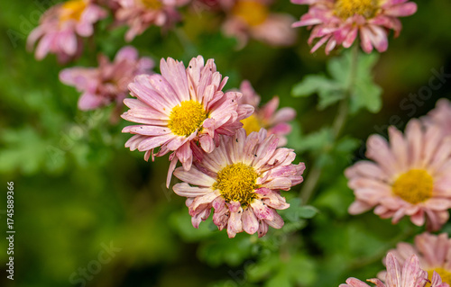 pink and yellow daisy flower blooms with green