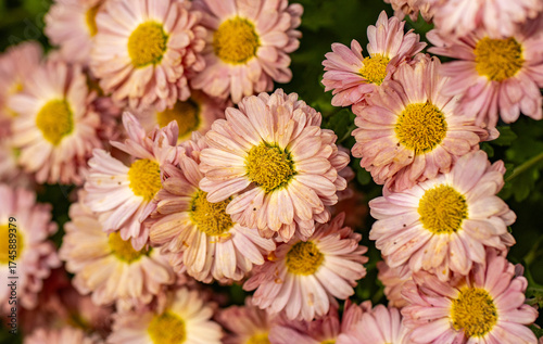 pink and yellow daisy like flower blooms