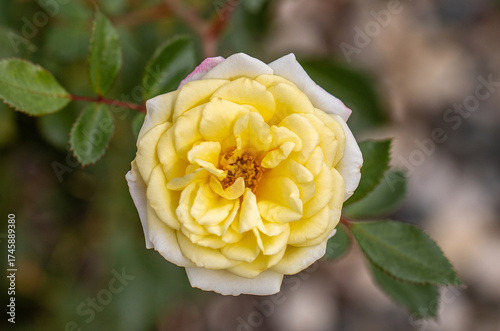 white yellow rose bloom