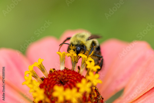 bumble bee on zinnia