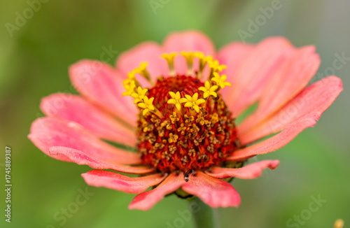 Zinnia macro detail