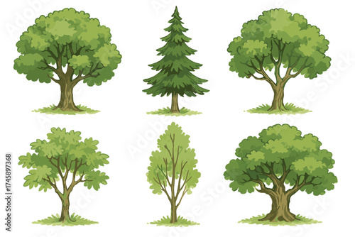 Tree and forest icon set. Realistic color illustrations of different tree types