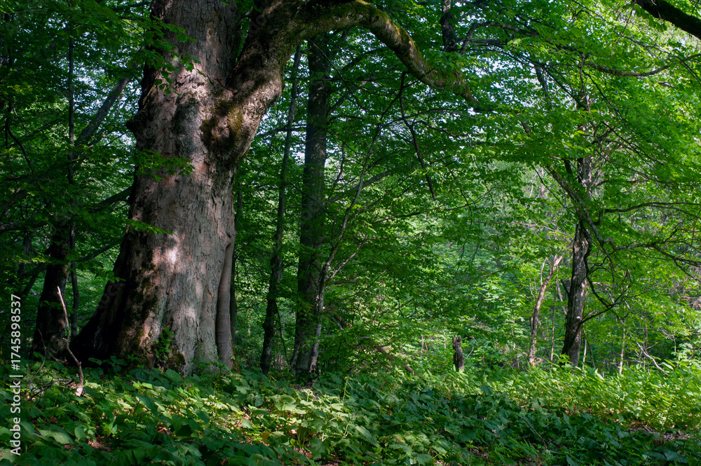 Fototapeta premium Under the crown of a huge ancient beech tree in a green forest.