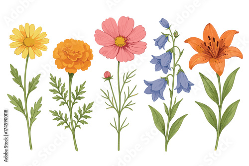 Wildflowers and garden flowers botanical vector illustration set. Realistic watercolor style collection of blooms.