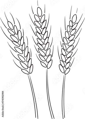 Black and white line drawing of wheat stalks grain agriculture